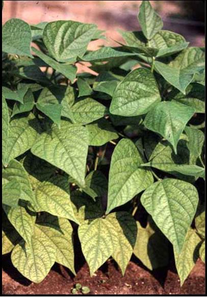 magnesium deficiency